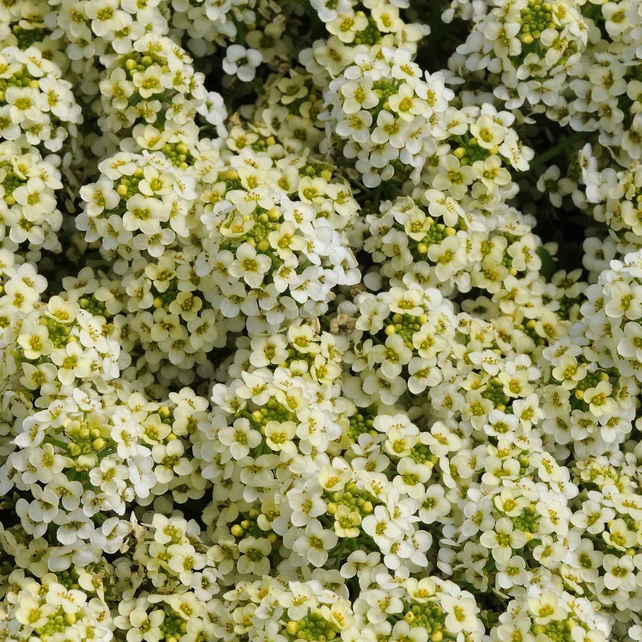 Sarı alyssum tohumu bodur kraliyet halısı lemonade bonnet