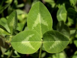 Kırmızı trifolium pratense tohumu çiçekli yerörtücü üçgül