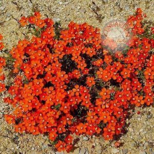 Kırmızı anagallis arvensis tohumu red pimpernel mine çiçeği