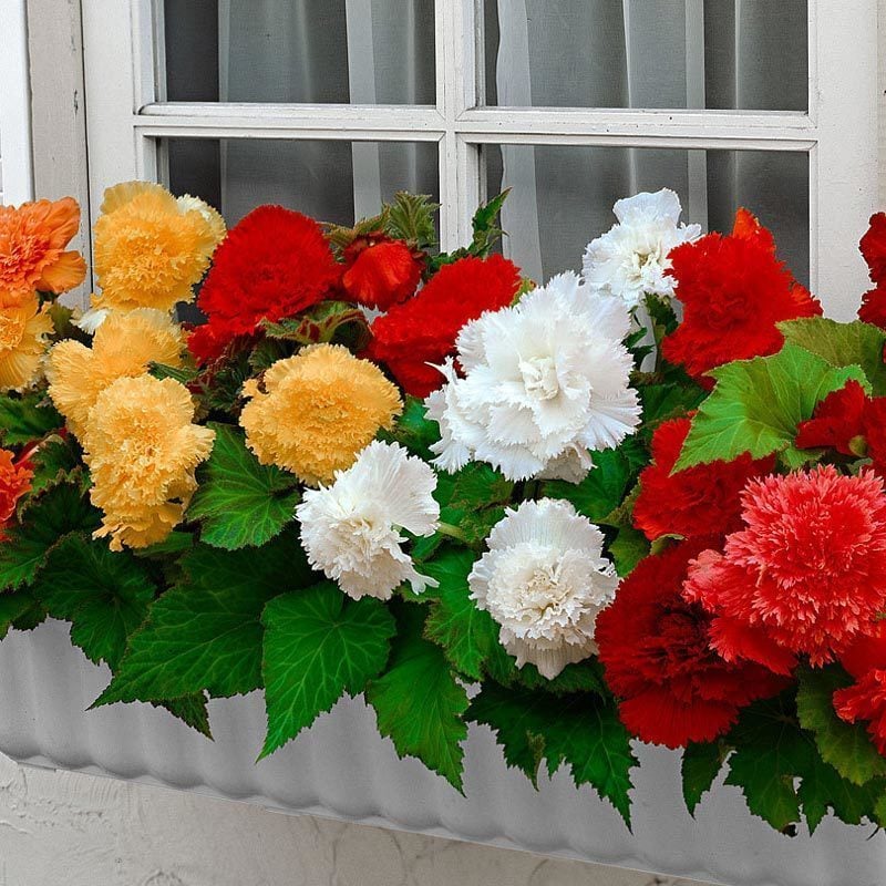 3 adet katlı fırfır çiçekli begonya soğanı karışımı begonia fimbriata