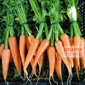 4 mevsim havuç tohumu daucus carota sativa