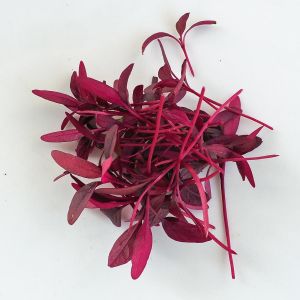 Kırmızı amaranth tohumu geleneksel şifalı amaranthus red garnet