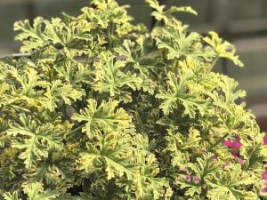 Peppermint Nane kokulu sardunya pelargonium odorata