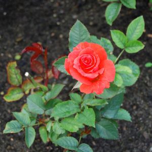 Lady rose yoğun kokulu gül fidanı aşılı 3+ yaş