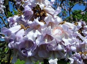 Paulownia fortunei tohumu dünyanın en hızlı büyüyen ağacı