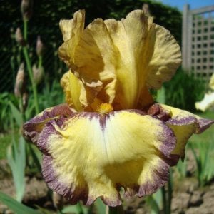 Bullwinkle iris süsen çiçeği soğanı iris germanica