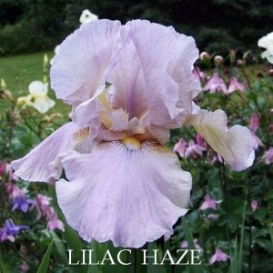 Lilac haze iris süsen çiçeği soğanı iris germanica