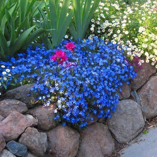 Cennet mavisi lithodora diffusa fidesi heavenly blue çiçekli yerörtücü