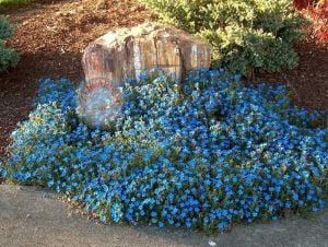 Cennet mavisi lithodora diffusa fidesi heavenly blue çiçekli yerörtücü