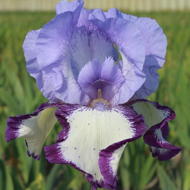 On edge iris süsen çiçeği soğanı iris germanica