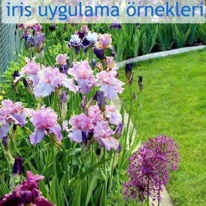 On edge iris süsen çiçeği soğanı iris germanica