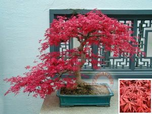 Acer palmatum akçaağaç tohumu suminagashi cv japon