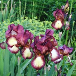 Crinoline iris süsen çiçeği soğanı iris germanica