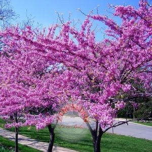 Erguvan tohumu kuzey amerika erguvanı eastern redbud judas tree cercis canadensis