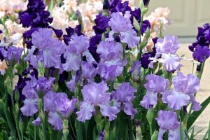 Purple lilac iris süsen çiçeği soğanı iris germanica