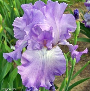 Purple lilac iris süsen çiçeği soğanı iris germanica