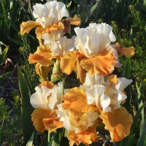 Pumpkin Cheesecake  iris süsen çiçeği soğanı iris germanica
