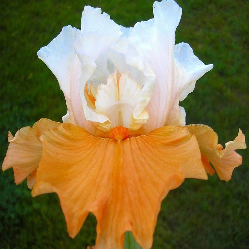 Pumpkin Cheesecake  iris süsen çiçeği soğanı iris germanica