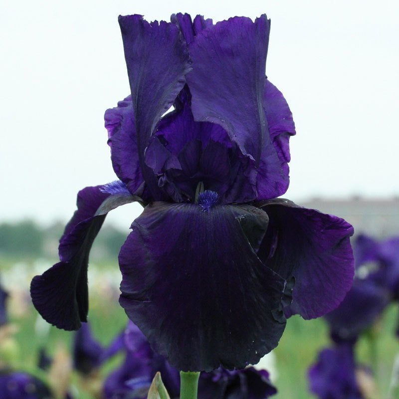 Tuxedo iris süsen çiçeği soğanı iris germanica