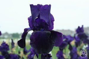 Tuxedo iris süsen çiçeği soğanı iris germanica