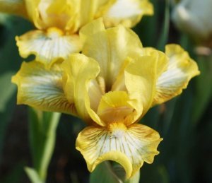 Spotted yellow iris süsen çiçeği soğanı iris germanica