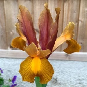 Bronze Beauty süsen soğanı ithal iris hollandica