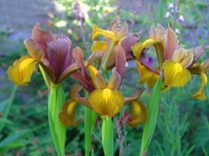 Bronze Beauty süsen soğanı ithal iris hollandica