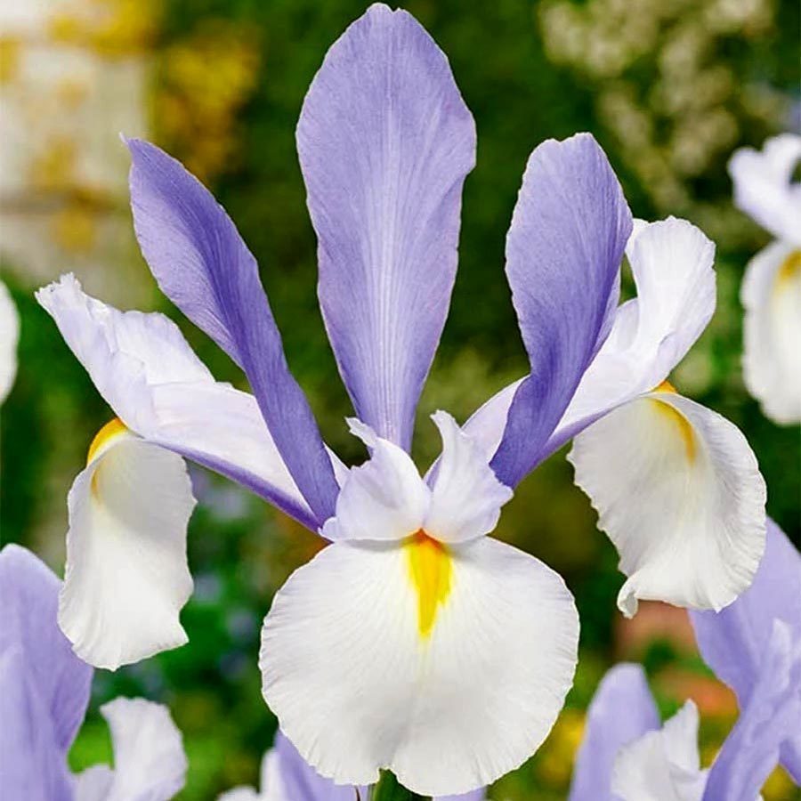 Silvery beauty süsen soğanı ithal iris hollandica
