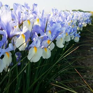 Silvery beauty süsen soğanı ithal iris hollandica