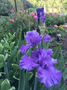 Lavender iris süsen çiçeği soğanı iris germanica