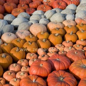 İri boylar bal kabağı tohumu karışımı pumpkin mix