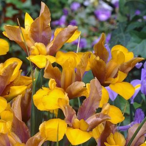 Bronze queen süsen soğanı ithal iris hollandica