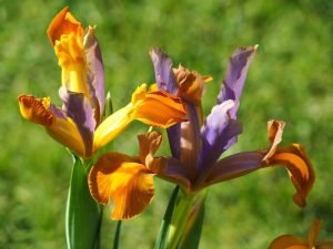 Bronze queen süsen soğanı ithal iris hollandica