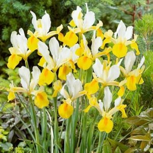 Symphony süsen soğanı ithal iris hollandica