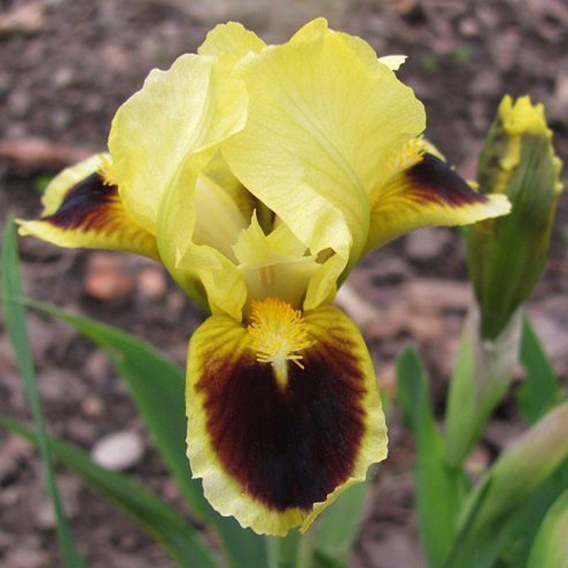 Urban star bodur iris süsen çiçeği soğanı iris pumila