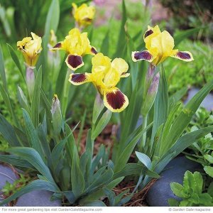 Urban star bodur iris süsen çiçeği soğanı iris pumila