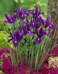 Purple sensation süsen soğanı ithal iris hollandica