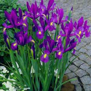 Purple sensation süsen soğanı ithal iris hollandica