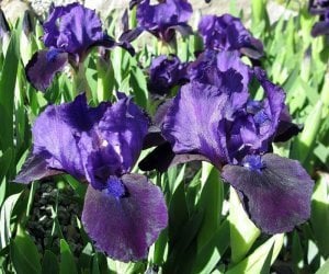 Indian light bodur iris süsen çiçeği soğanı iris pumila