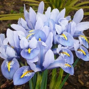 Cantab süsen soğanı ithal iris reticulata