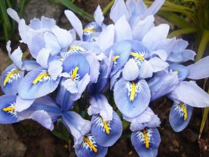 Cantab süsen soğanı ithal iris reticulata