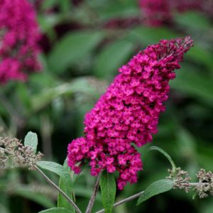 Eflatun kelebek çalısı buddleja davidii summer bird magenta