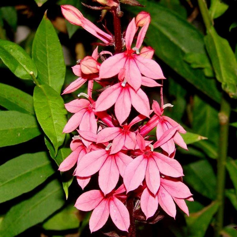 Somon lobelya fan çiçeği saksıda lobelia speciosa