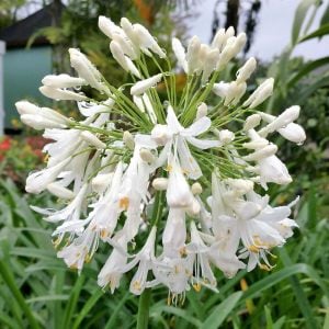 White umbrella beyaz agapanthus umbellatus şevkat çiçeği saksıda