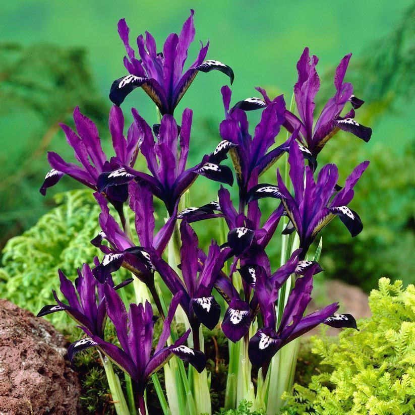 Purple gem süsen soğanı ithal iris reticulata