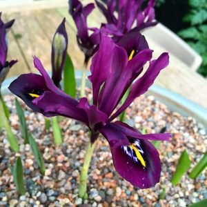 Purple gem süsen soğanı ithal iris reticulata
