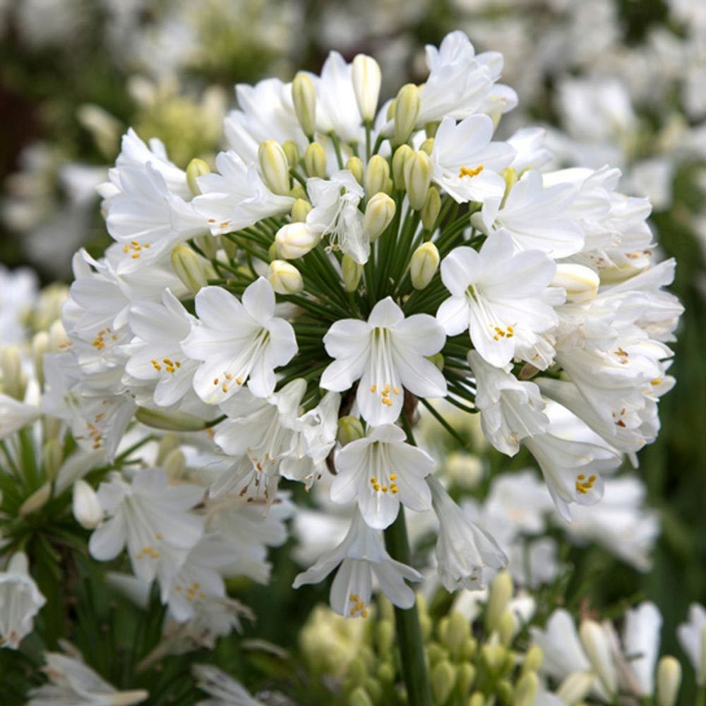 Getty white bodur beyaz agapanthus şevkat çiçeği saksıda