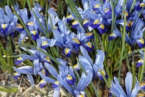Gordon süsen soğanı ithal iris reticulata