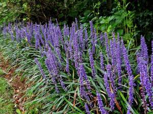 Liriope muscari fidesi çim zambağı