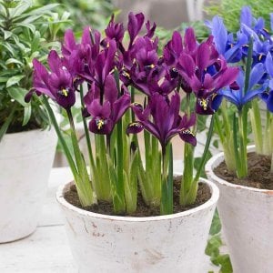 J.S. Dijt süsen soğanı ithal iris reticulata